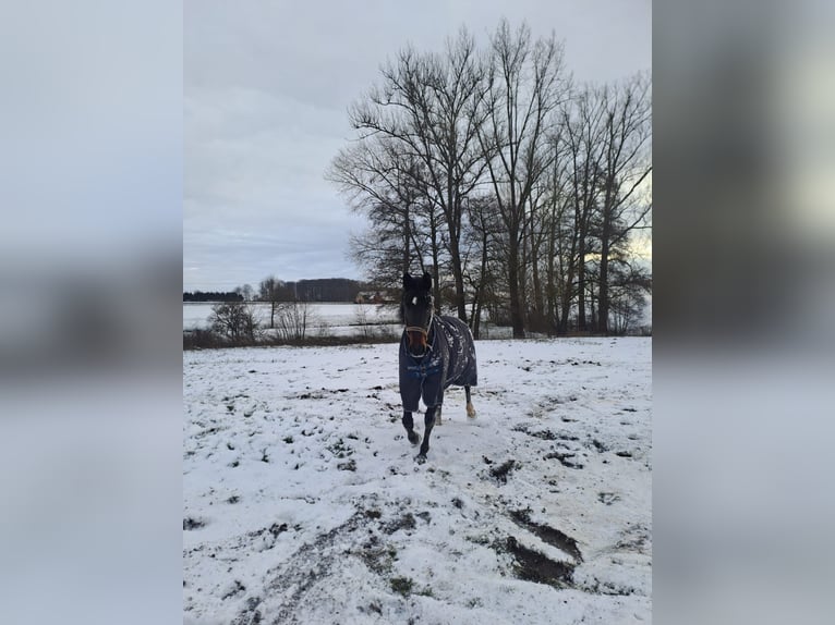 Duits rijpaard Merrie 11 Jaar 170 cm Donkerbruin in Melle