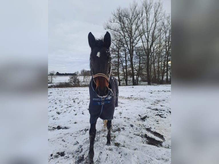Duits rijpaard Merrie 11 Jaar 170 cm Donkerbruin in Melle