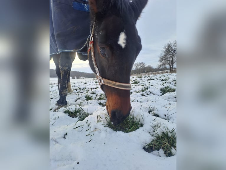 Duits rijpaard Merrie 11 Jaar 170 cm Donkerbruin in Melle