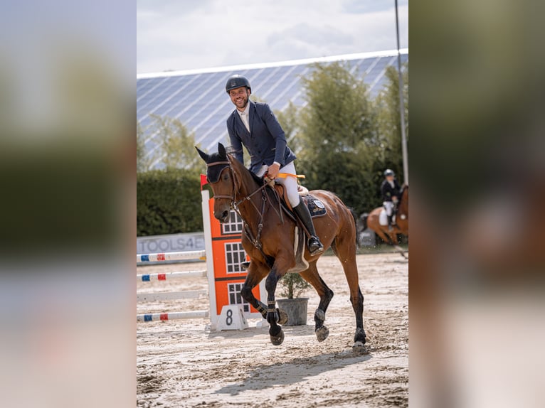 Duits rijpaard Merrie 11 Jaar 172 cm Bruin in Wermelskirchen