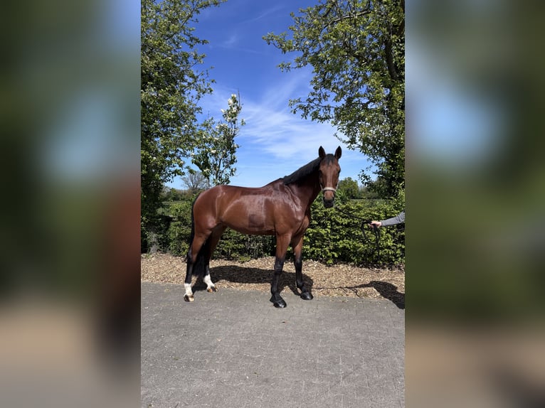 Duits rijpaard Merrie 11 Jaar 175 cm Bruin in Ahaus