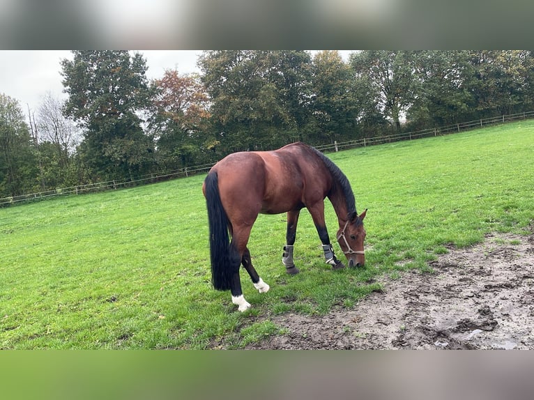 Duits rijpaard Merrie 11 Jaar 175 cm Bruin in Ahaus
