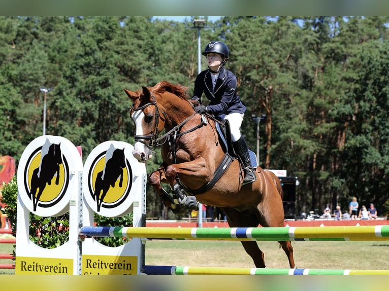 Duits rijpaard Merrie 12 Jaar 165 cm Vos in Kolkwitz