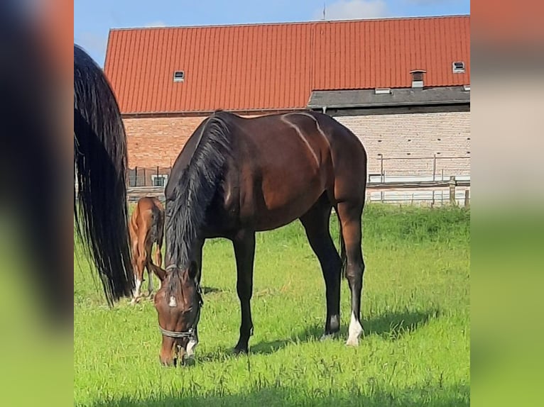 Duits rijpaard Merrie 12 Jaar 167 cm Bruin in Wörmlitz
