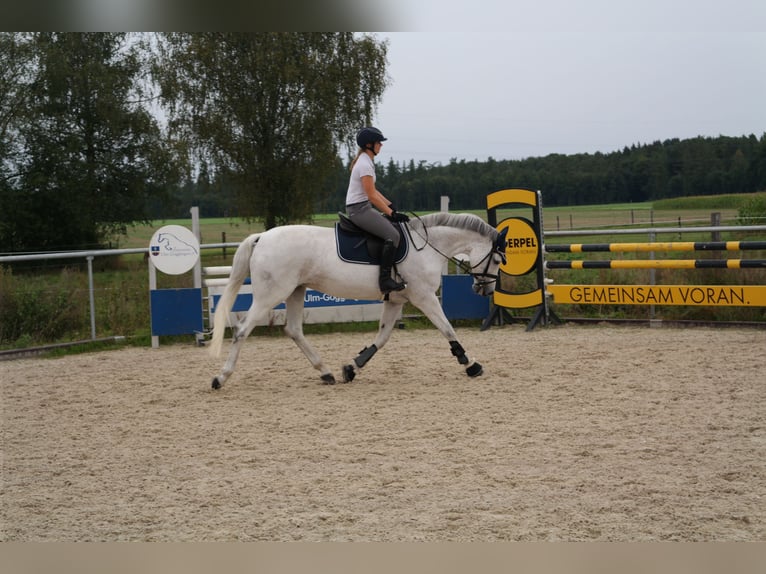 Duits rijpaard Merrie 12 Jaar 168 cm Schimmel in Ulm