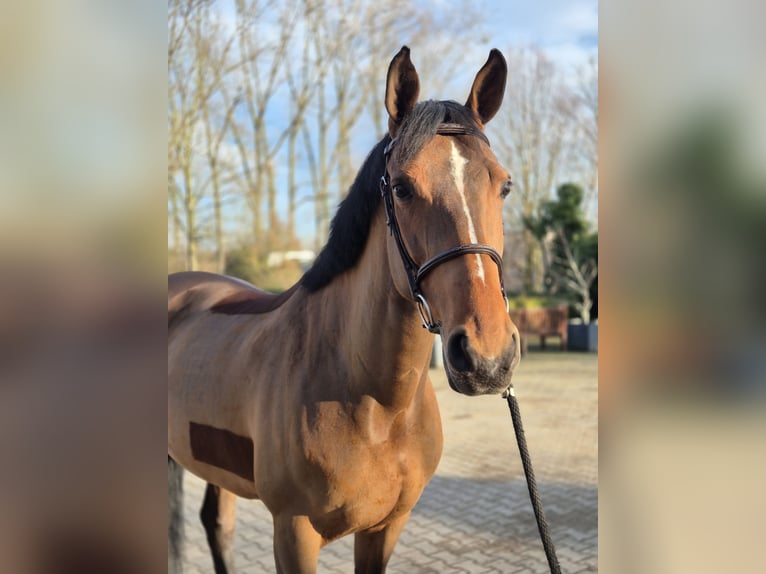 Duits rijpaard Merrie 12 Jaar 170 cm Bruin in Willich