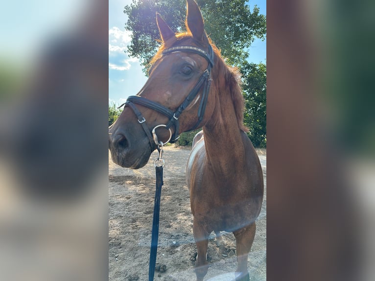 Duits rijpaard Merrie 13 Jaar 160 cm Donkere-vos in Drei Gleichen