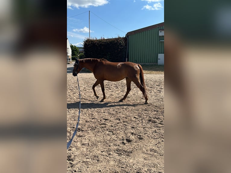 Duits rijpaard Merrie 13 Jaar 160 cm Donkere-vos in Drei Gleichen