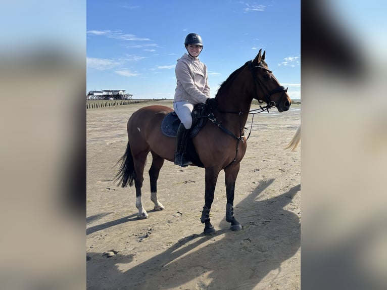 Duits rijpaard Merrie 13 Jaar 163 cm Bruin in Neumünster