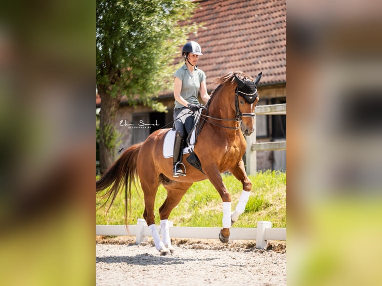 Duits rijpaard Merrie 13 Jaar 168 cm Donkere-vos in Wingene