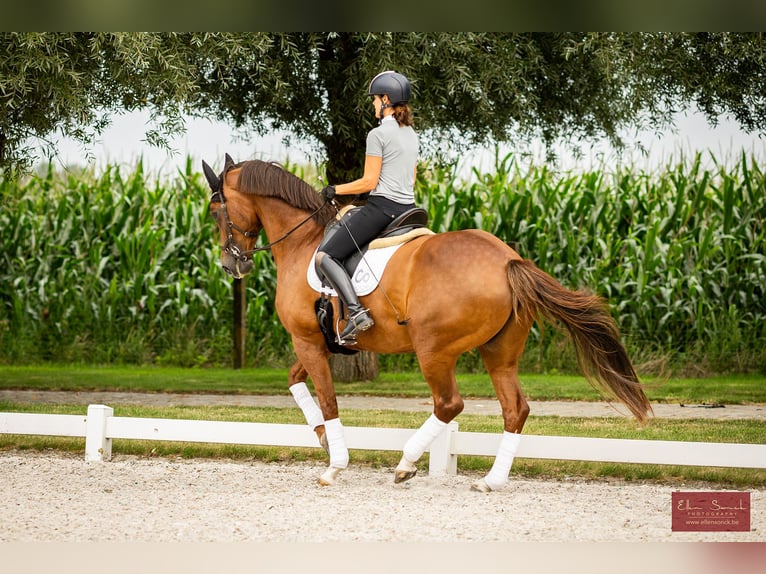 Duits rijpaard Merrie 13 Jaar 168 cm Donkere-vos in Wingene