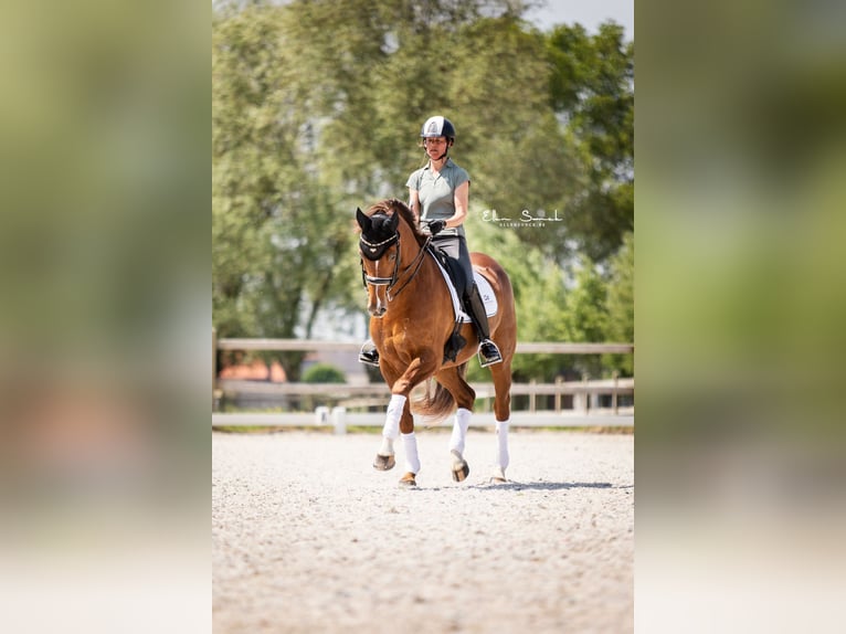 Duits rijpaard Merrie 13 Jaar 168 cm Donkere-vos in Wingene