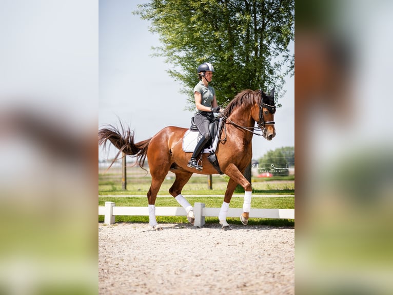 Duits rijpaard Merrie 13 Jaar 168 cm Donkere-vos in Wingene