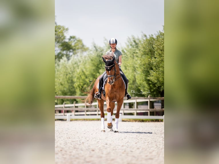 Duits rijpaard Merrie 13 Jaar 168 cm Donkere-vos in Wingene