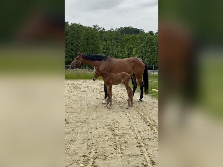 Duits rijpaard Merrie 13 Jaar 170 cm Bruin in WipperfürthWipperfürth