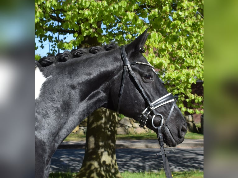 Duits rijpaard Merrie 13 Jaar 170 cm Gevlekt-paard in Fredenbeck