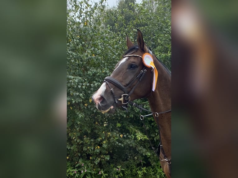 Duits rijpaard Merrie 13 Jaar 174 cm Donkerbruin in Hofheim am Taunus
