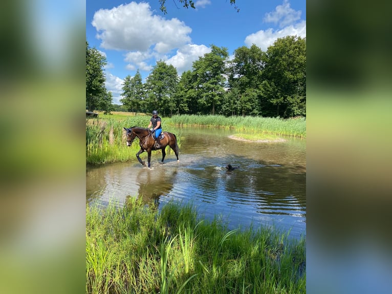 Duits rijpaard Merrie 13 Jaar 174 cm Donkerbruin in Hofheim am Taunus