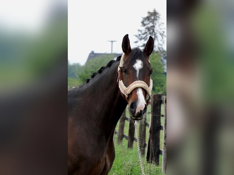 Duits rijpaard Merrie 13 Jaar 174 cm Donkerbruin in Hofheim am Taunus