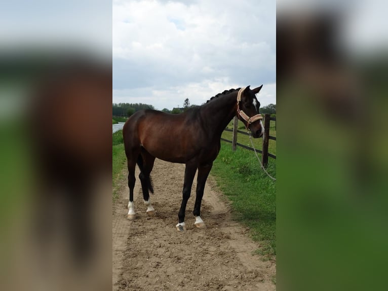 Duits rijpaard Merrie 13 Jaar 174 cm Donkerbruin in Hofheim am Taunus