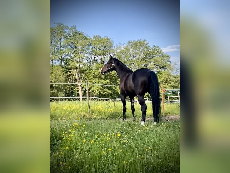 Duits rijpaard Merrie 13 Jaar 174 cm Donkerbruin in Hofheim am Taunus