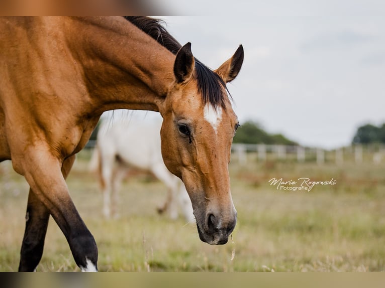 Duits rijpaard Merrie 14 Jaar 154 cm Buckskin in Beaumont-Pied-de-Buf
