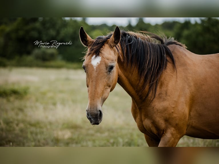 Duits rijpaard Merrie 14 Jaar 154 cm Buckskin in Beaumont-Pied-de-Buf