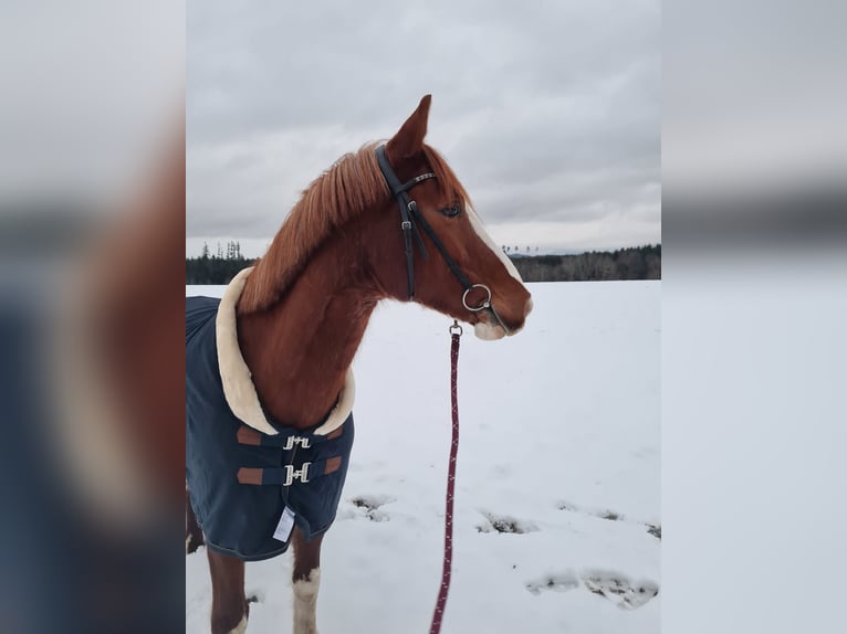 Duits rijpaard Mix Merrie 14 Jaar 154 cm Vos in Villingendorf