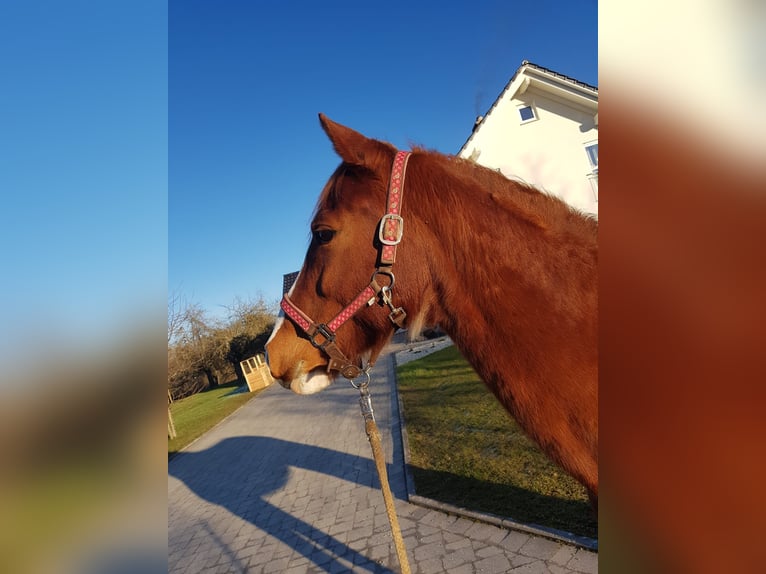 Duits rijpaard Mix Merrie 14 Jaar 154 cm Vos in Villingendorf