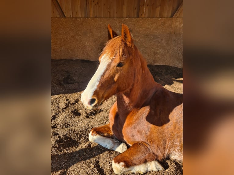 Duits rijpaard Mix Merrie 14 Jaar 154 cm Vos in Villingendorf