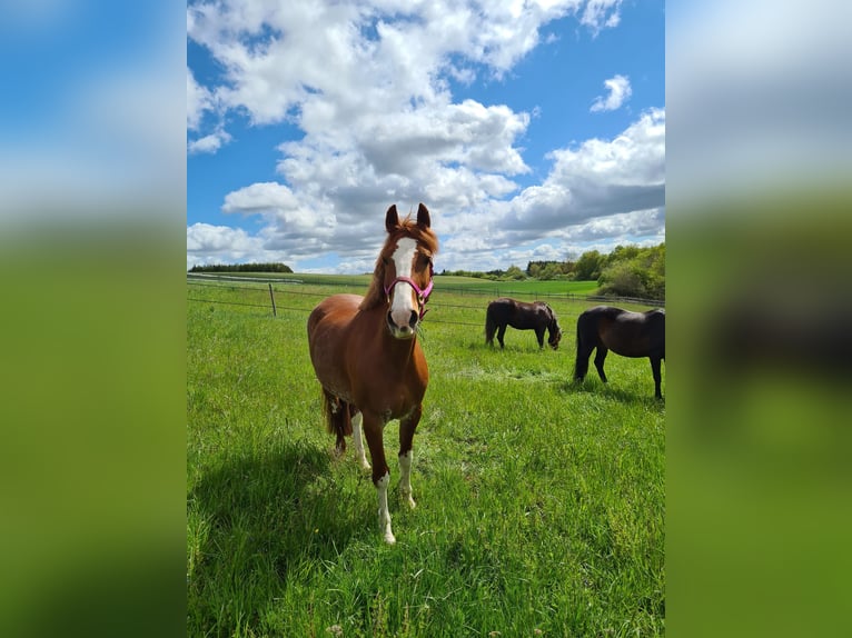 Duits rijpaard Mix Merrie 14 Jaar 154 cm Vos in Villingendorf