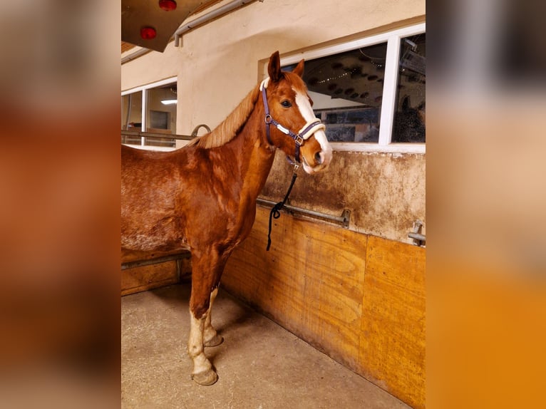 Duits rijpaard Mix Merrie 14 Jaar 154 cm Vos in Villingendorf