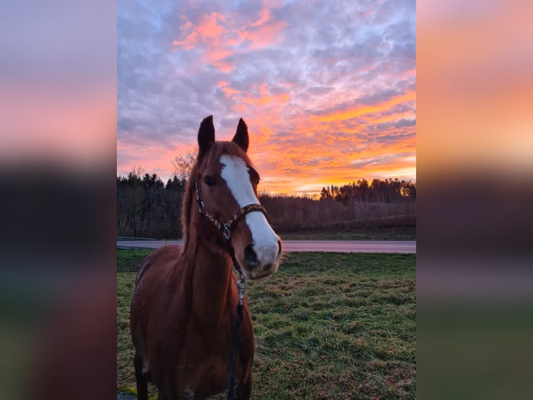 Duits rijpaard Mix Merrie 14 Jaar 154 cm Vos in Villingendorf