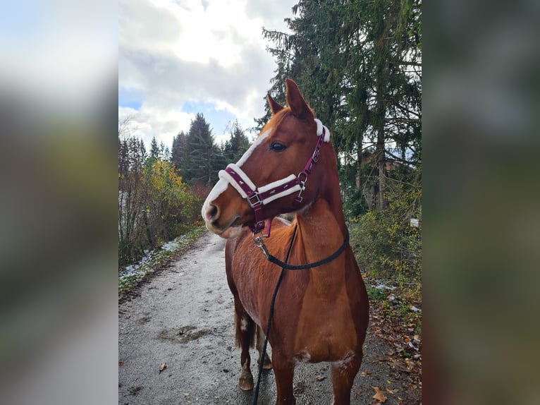 Duits rijpaard Mix Merrie 14 Jaar 154 cm Vos in Villingendorf