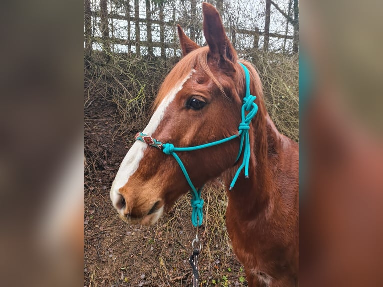 Duits rijpaard Mix Merrie 14 Jaar 154 cm Vos in Villingendorf