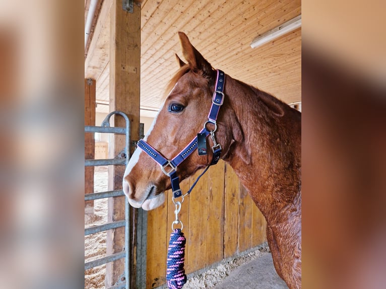 Duits rijpaard Mix Merrie 14 Jaar 154 cm Vos in Villingendorf