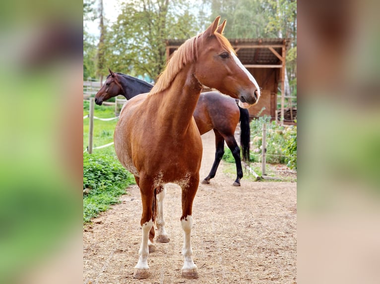 Duits rijpaard Mix Merrie 14 Jaar 154 cm Vos in Villingendorf