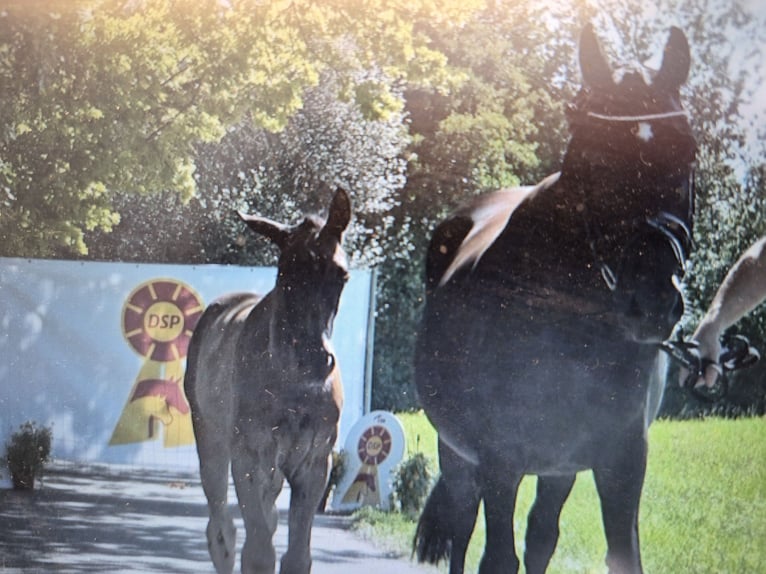 Duits rijpaard Merrie 14 Jaar 163 cm Zwartbruin in Reichenschwand