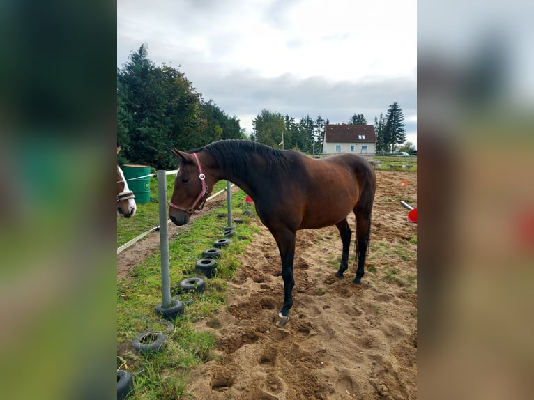 Duits rijpaard Merrie 14 Jaar 165 cm in Kobrow