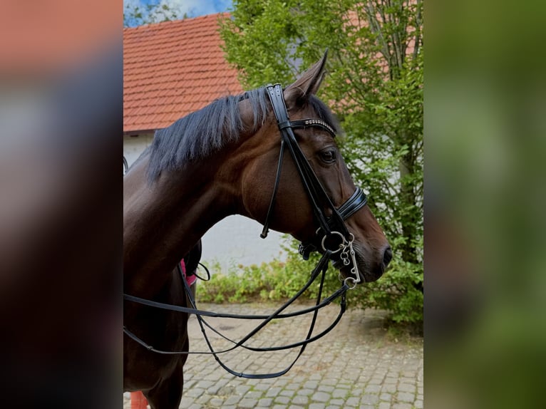 Duits rijpaard Merrie 14 Jaar 167 cm Zwartbruin in Hanau