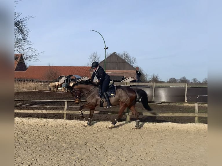 Duits rijpaard Merrie 14 Jaar 171 cm Donkerbruin in Münster