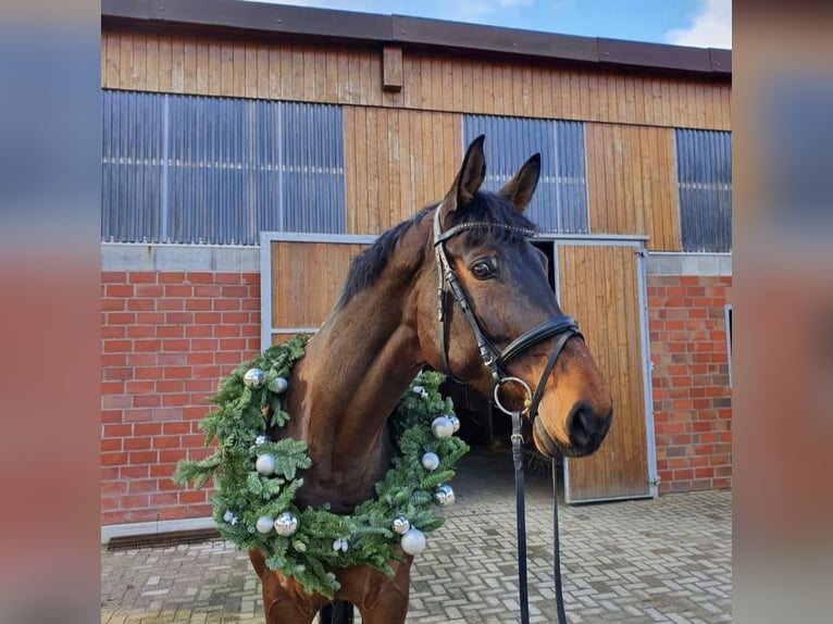 Duits rijpaard Merrie 14 Jaar 175 cm Bruin in Lünen
