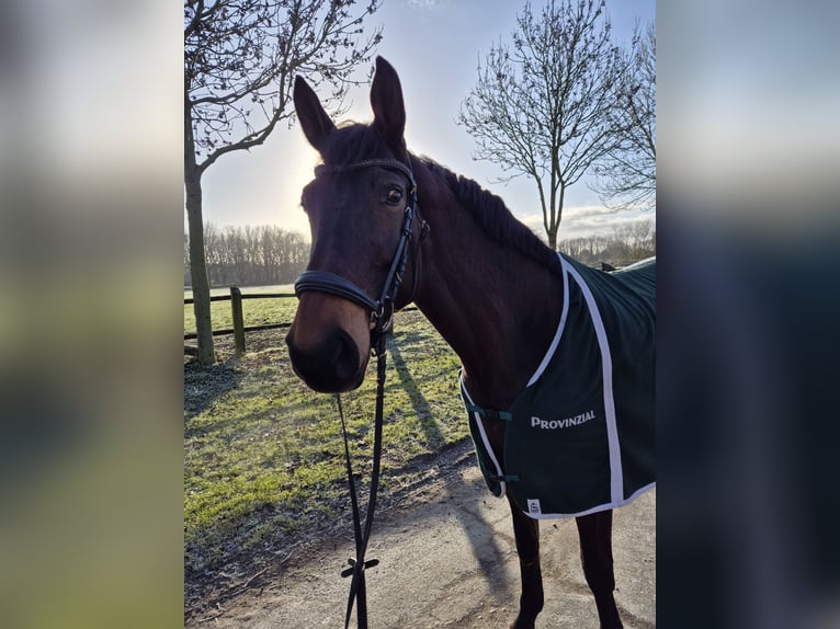 Duits rijpaard Merrie 14 Jaar 175 cm Bruin in Lünen