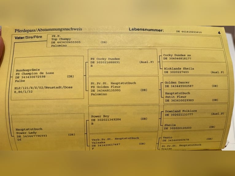 Duits rijpaard Merrie 15 Jaar 146 cm Vos in Rosendahl