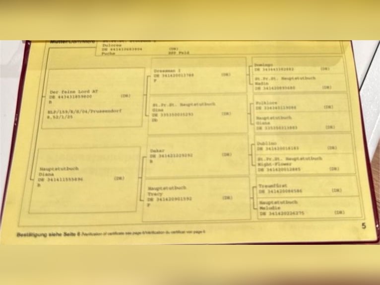 Duits rijpaard Merrie 15 Jaar 146 cm Vos in Rosendahl
