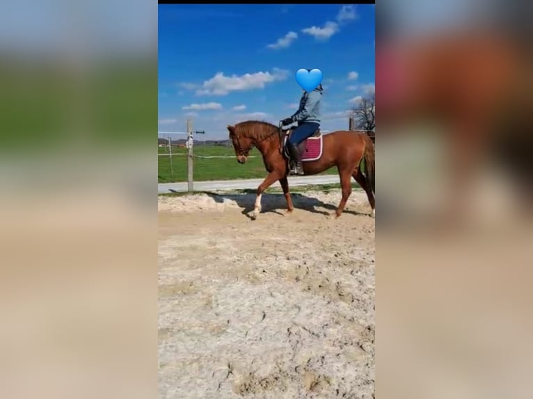 Duits rijpaard Mix Merrie 15 Jaar 151 cm Vos in Mariapfarr