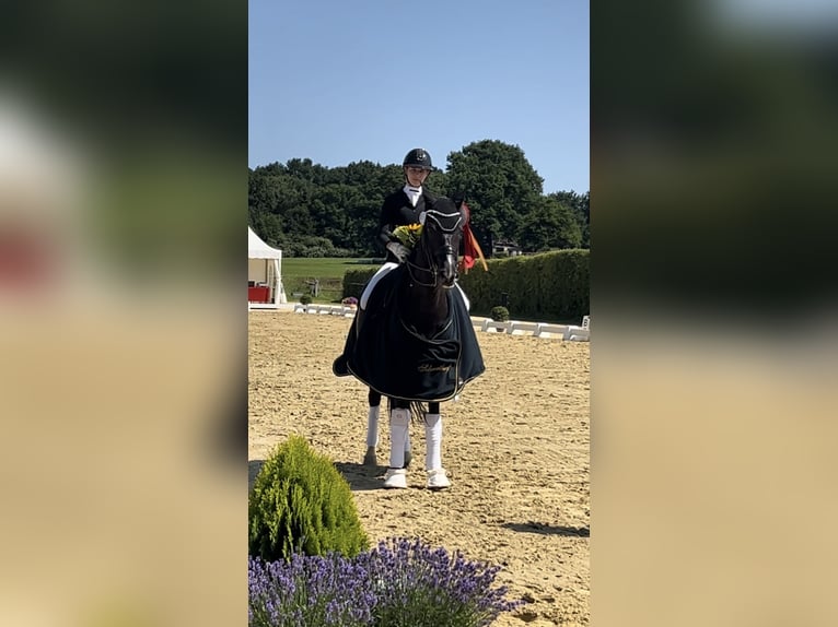 Duits rijpaard Merrie 15 Jaar 157 cm Zwart in Essen