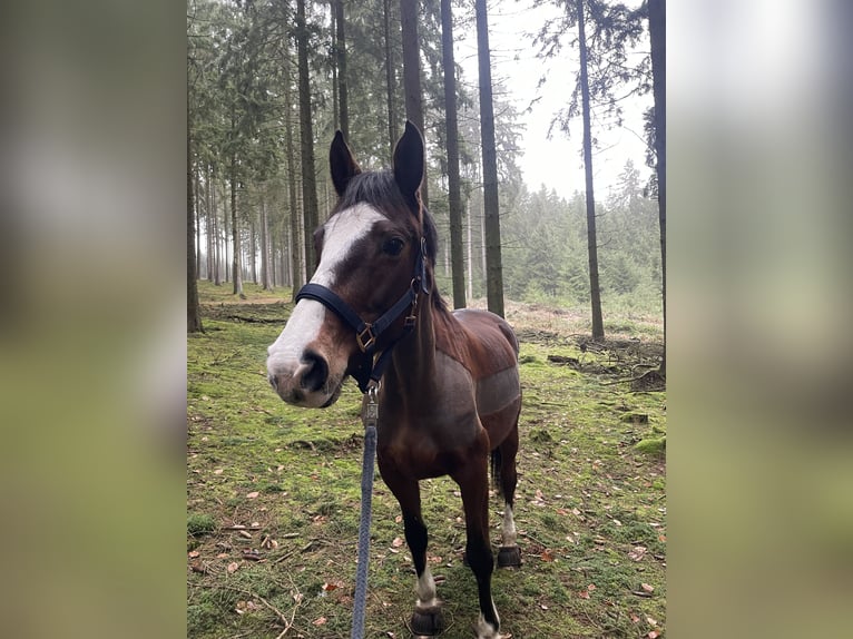 Duits rijpaard Merrie 15 Jaar 160 cm Bruin in Lederbach