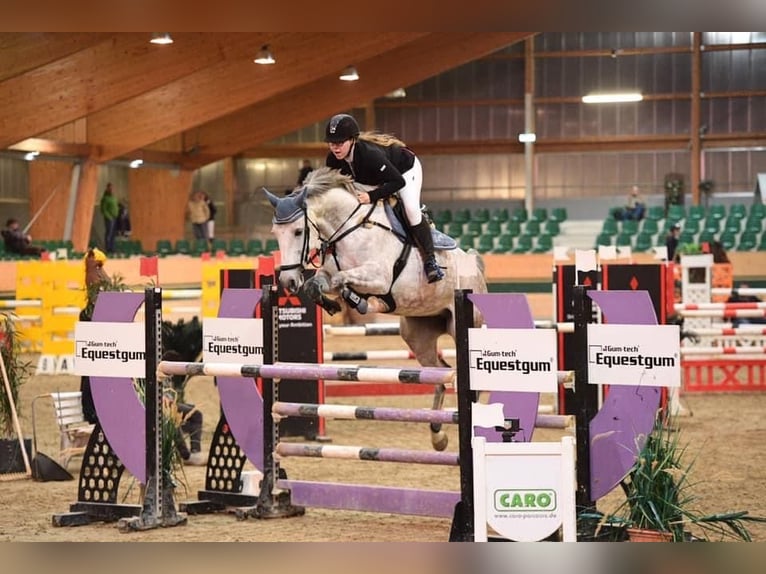 Duits rijpaard Merrie 15 Jaar 162 cm Brown Falb schimmel in Horitschon