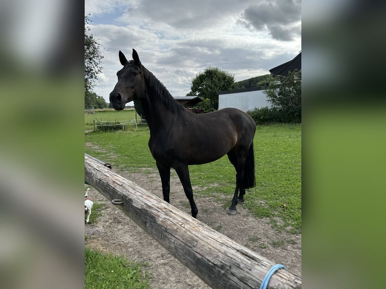 Duits rijpaard Merrie 15 Jaar 163 cm Donkerbruin in Windhausen